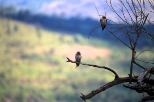 Birds at Pilanesberg National Park