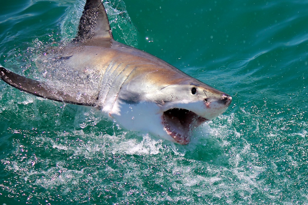 Great White Shark at Dyer Island