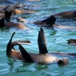 Seal at Dyer Island