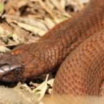 cobra