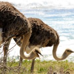 South Africa Ostriches