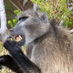 Baboon in South Africa
