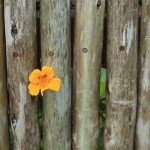 Flower in fence