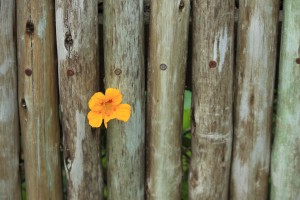 Flower in fence