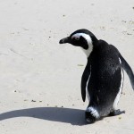 Boulders Beach penguin