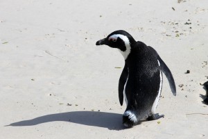 Boulders Beach penguin