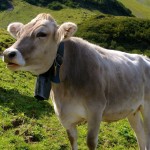 Engelberg cow