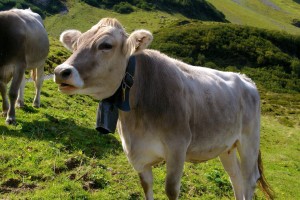 Engelberg cow