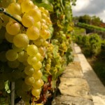 grapes in Lavaux vineyard