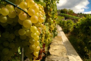 grapes in Lavaux vineyard