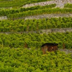 hut in Lavaux vineyards
