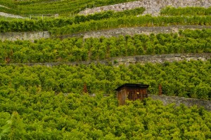 hut in Lavaux vineyards