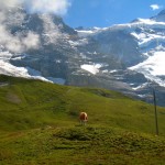 Jungfrau region cow