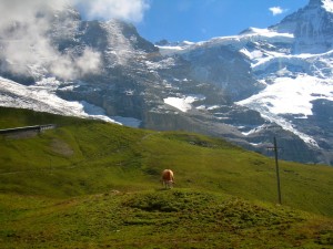 Jungfrau region cow