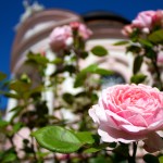 melk abbey pink rose garden austria