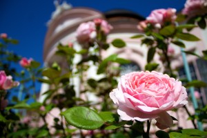 melk abbey pink rose garden austria