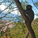monkey brazil