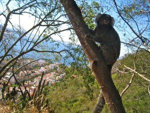 monkey brazil