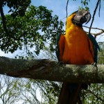 Brazil parrot
