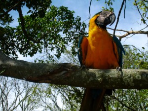 Brazil parrot