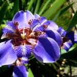 Jardim Botanico flower
