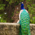 Castelo peacock