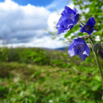 Denali flower