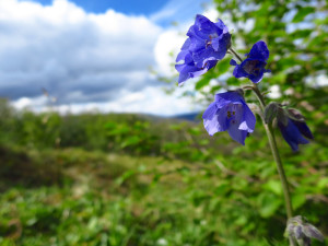 Denali flower