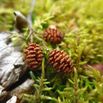 Pine cones
