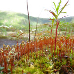 Alaska moss