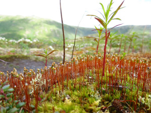 Alaska moss
