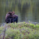 Denali moose