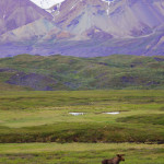 Denali moose