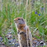 Arctic ground squirrel