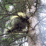 Denali porcupine