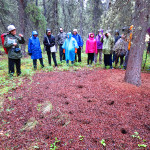 Denali squirrel midden