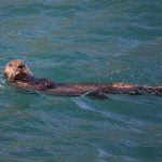 Sea otter