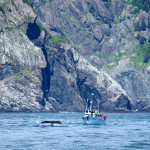 Seward whale watching