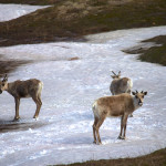 Denali caribou