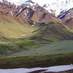 Denali caribou