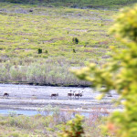 Denali caribou