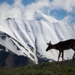 Denali caribou