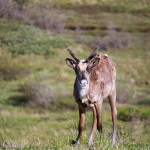 Denali caribou