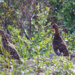 Denali ptarmigan