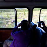 Denali wildlife spotting
