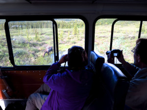 Denali wildlife spotting