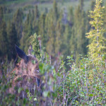 Denali moose