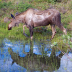 Denali moose