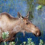 Denali moose