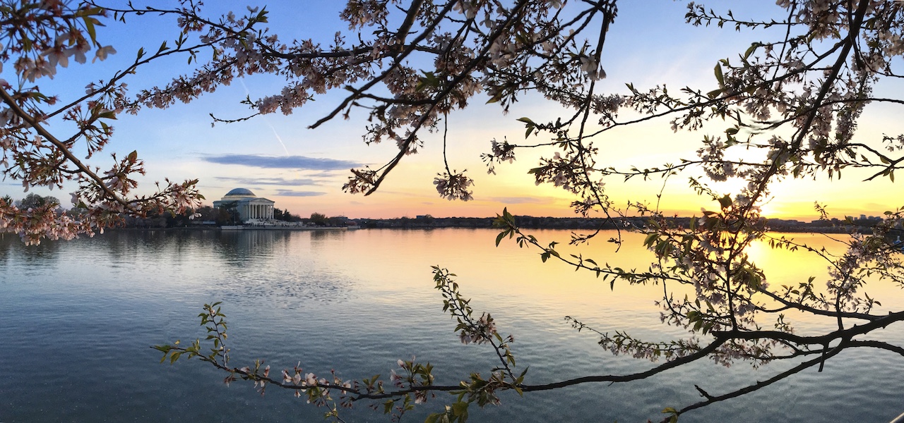 cherry blossom sunset at the tidal basin